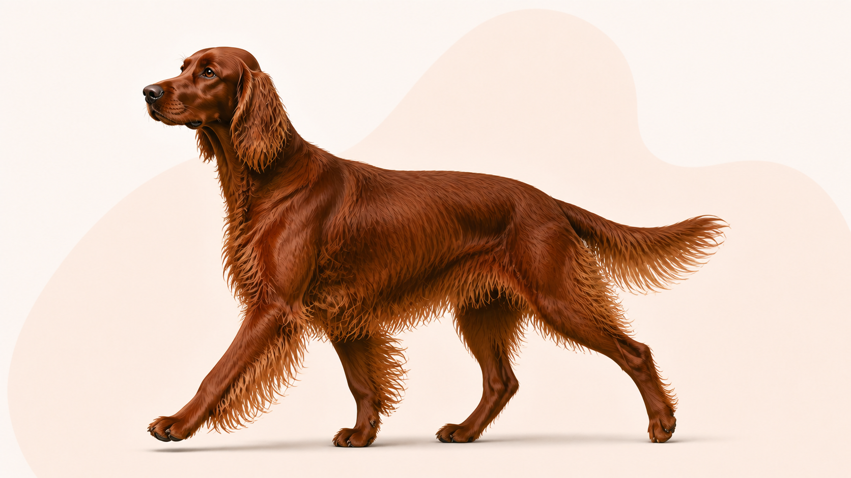 Irländsk röd setter